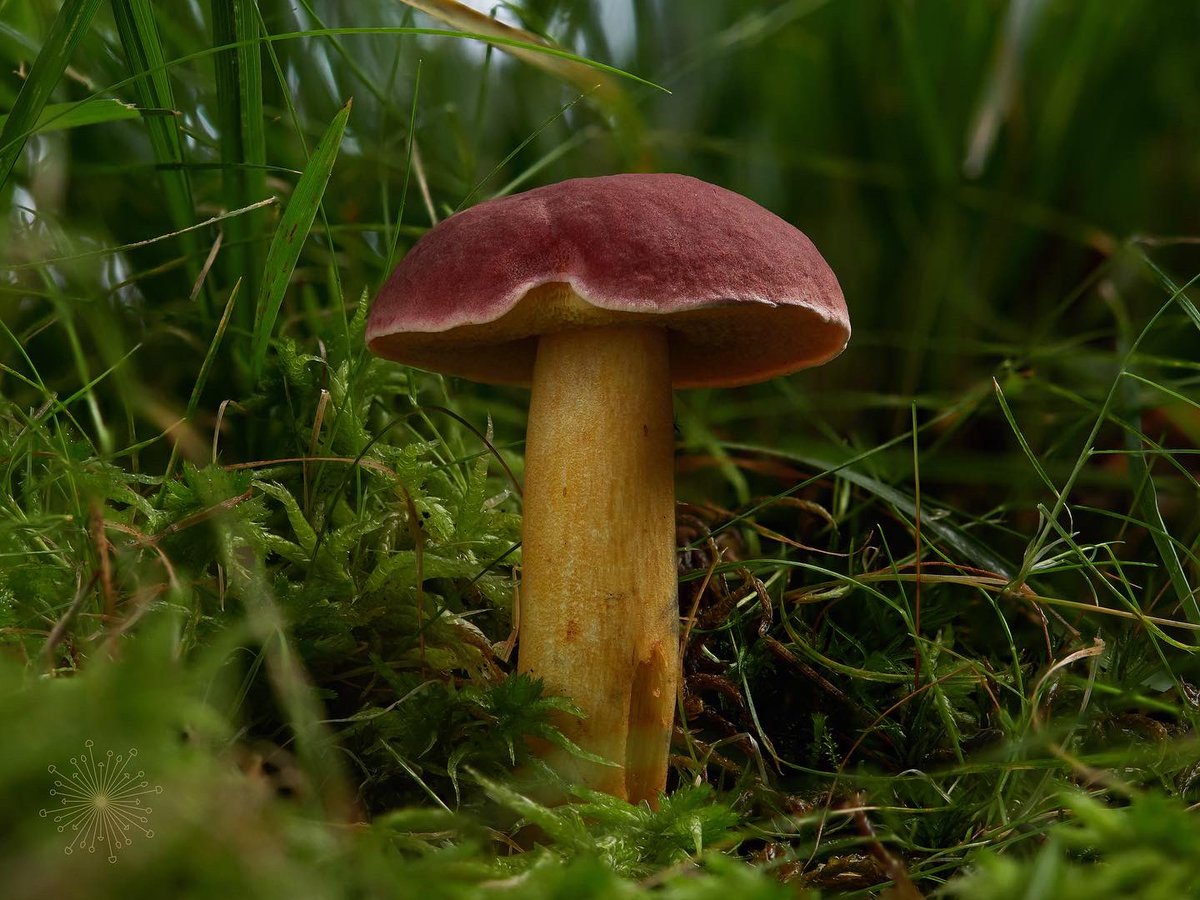 allthingsfungi's tweet photo. Xerocomellus ripariellus 🥰 actual mushrooms! The recent stormy downpour really did the trick 🥳 #fungi #TwitterNatureCommunity #mycology #Boletaceae #biodiversity https://t.co/6xjxSrwGs5