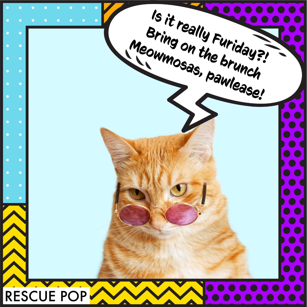RescuePopPets's tweet photo. Happy Furiday, cool cats! 😸 Any furbulous plans for the weekend?! 

💬What's your furvorite way to spend the weekend? 

#RescuePop #AdoptDontShop #UltimuttGuide #PetAdoptionGuide #iloverescuecats #catmemesday #catmemeoftheday #petjokeoftheday #petpuns #funnypetmeme #funnycatmeme https://t.co/CC1W4hQcDV