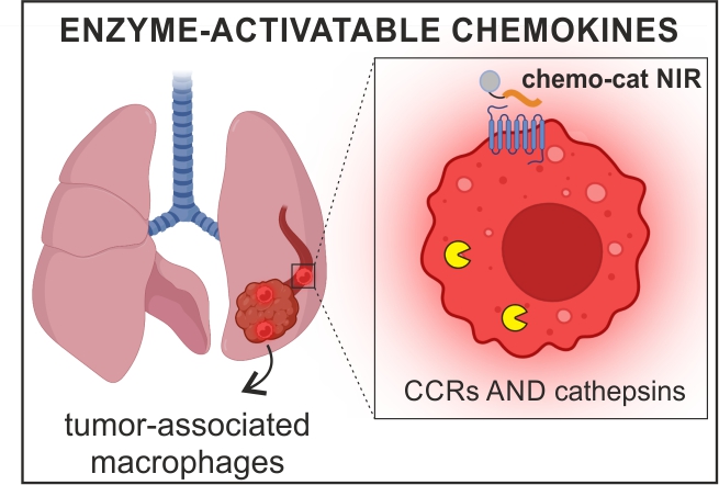DYNAFLUORS (@dynafluors) on Twitter photo Truly FUN collaboration with <a href="/VerdoesLab/">Verdoes Lab</a> to make the 1st enzyme-activatable chemokines for imaging & killing tumour-associated macrophages <a href="/angew_chem/">Angewandte Chemie</a>. Lab work led by rising stars <a href="/DieNicole2/">Nicole Barth</a> & Floris van Dalen <a href="/ERC_Research/">European Research Council (ERC)</a> @EdinUni_MeetCIR Free link▶️ onlinelibrary.wiley.com/doi/epdf/10.10… Truly FUN collaboration with <a href="/VerdoesLab/">Verdoes Lab</a> to make the 1st enzyme-activatable chemokines for imaging & killing tumour-associated macrophages <a href="/angew_chem/">Angewandte Chemie</a>. Lab work led by rising stars <a href="/DieNicole2/">Nicole Barth</a> & Floris van Dalen <a href="/ERC_Research/">European Research Council (ERC)</a> @EdinUni_MeetCIR Free link▶️ onlinelibrary.wiley.com/doi/epdf/10.10…