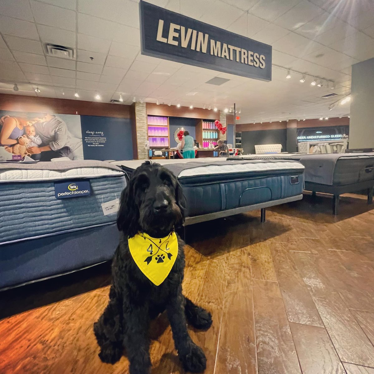 levin_furniture tweet picture