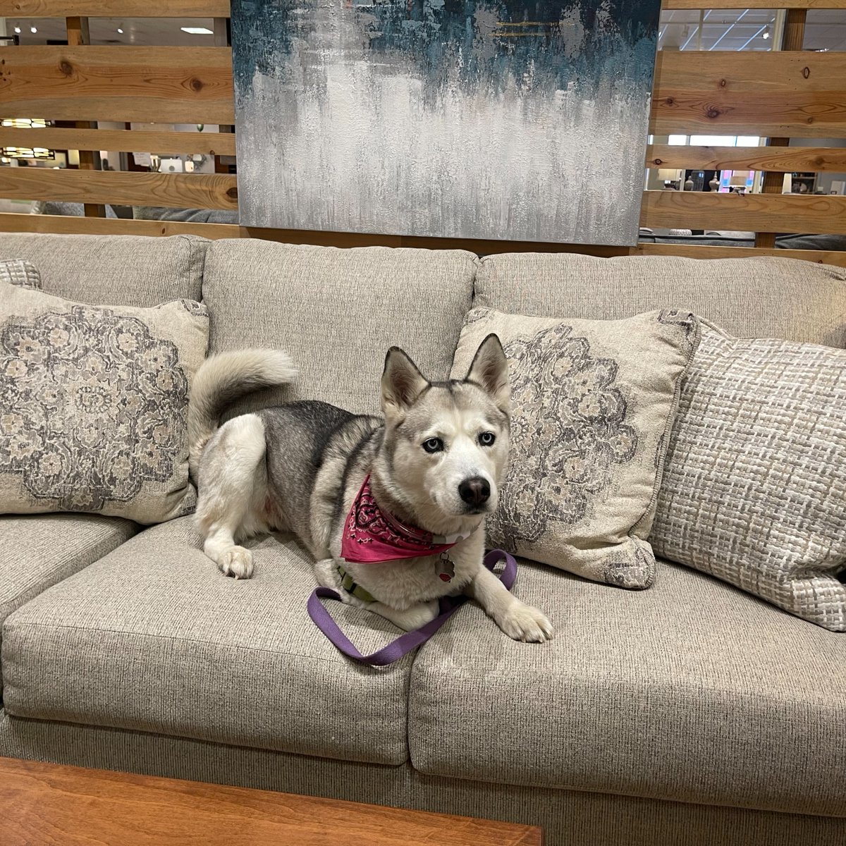 levin_furniture tweet picture