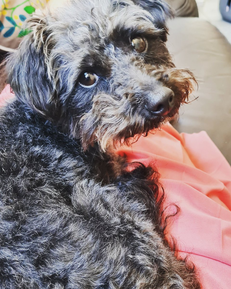 Maria56778550's tweet photo. #InternationalDogDay 

Our Sookie Jackapoo 🥰 https://t.co/V3H3gAmEcQ