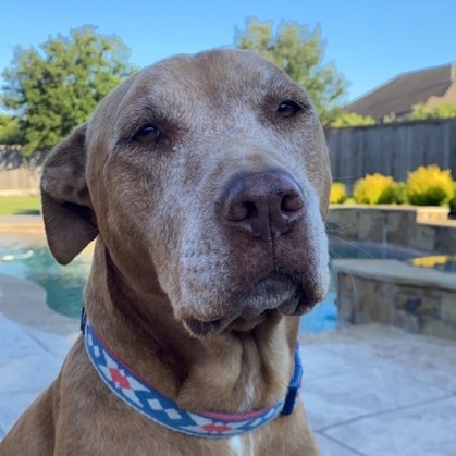 ExtremeTechHou's tweet photo. Happy #NationalDogDay from our favorite furbabies! Show us your puppies in the comments below!                        

#dogsofinstagram #dogs #dogday #ETISearch #ExtremeTechnologies #furbabies https://t.co/dlrzKZEh1C