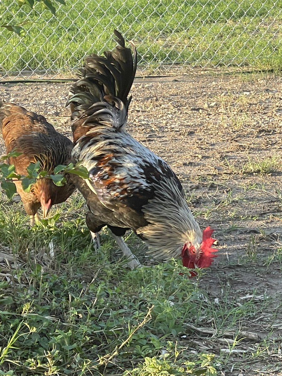 dataedwhite's tweet photo. Goooooood morning to you!!

Our little feathered rock stars had some walk about time this morning. 

#DATA
#DATAmazing
#DATADoes
#DATAEWMS
#DATAchickens https://t.co/RfUvZGEFGc