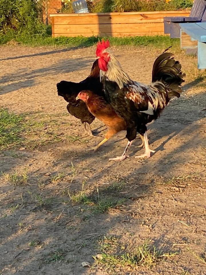 dataedwhite's tweet photo. Goooooood morning to you!!

Our little feathered rock stars had some walk about time this morning. 

#DATA
#DATAmazing
#DATADoes
#DATAEWMS
#DATAchickens https://t.co/RfUvZGEFGc