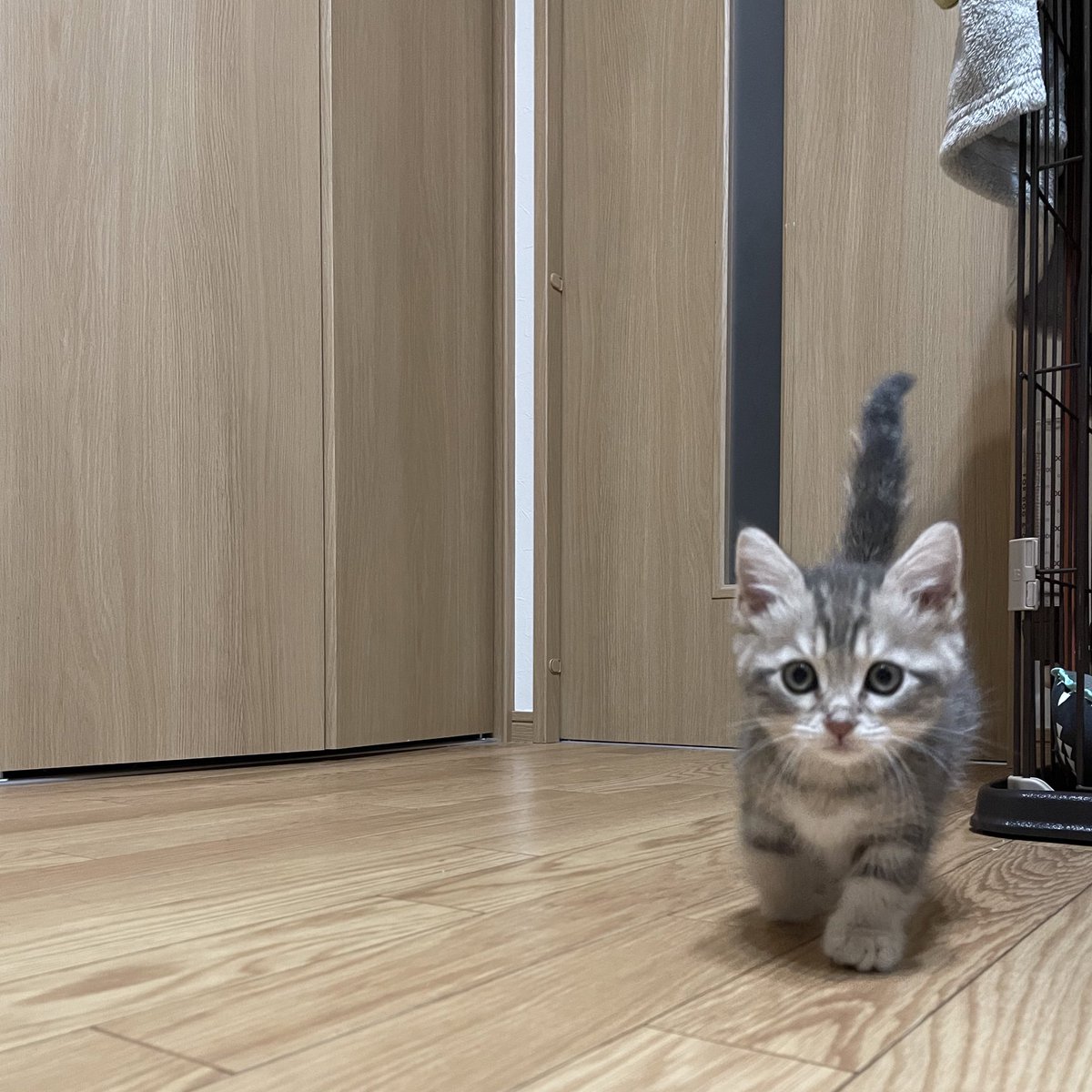 mys_1123's tweet photo. 癒しのベビちゃん🐈‍⬛ https://t.co/pBRGLJj3ZJ