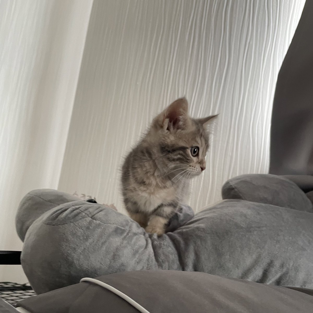 mys_1123's tweet photo. 癒しのベビちゃん🐈‍⬛ https://t.co/pBRGLJj3ZJ