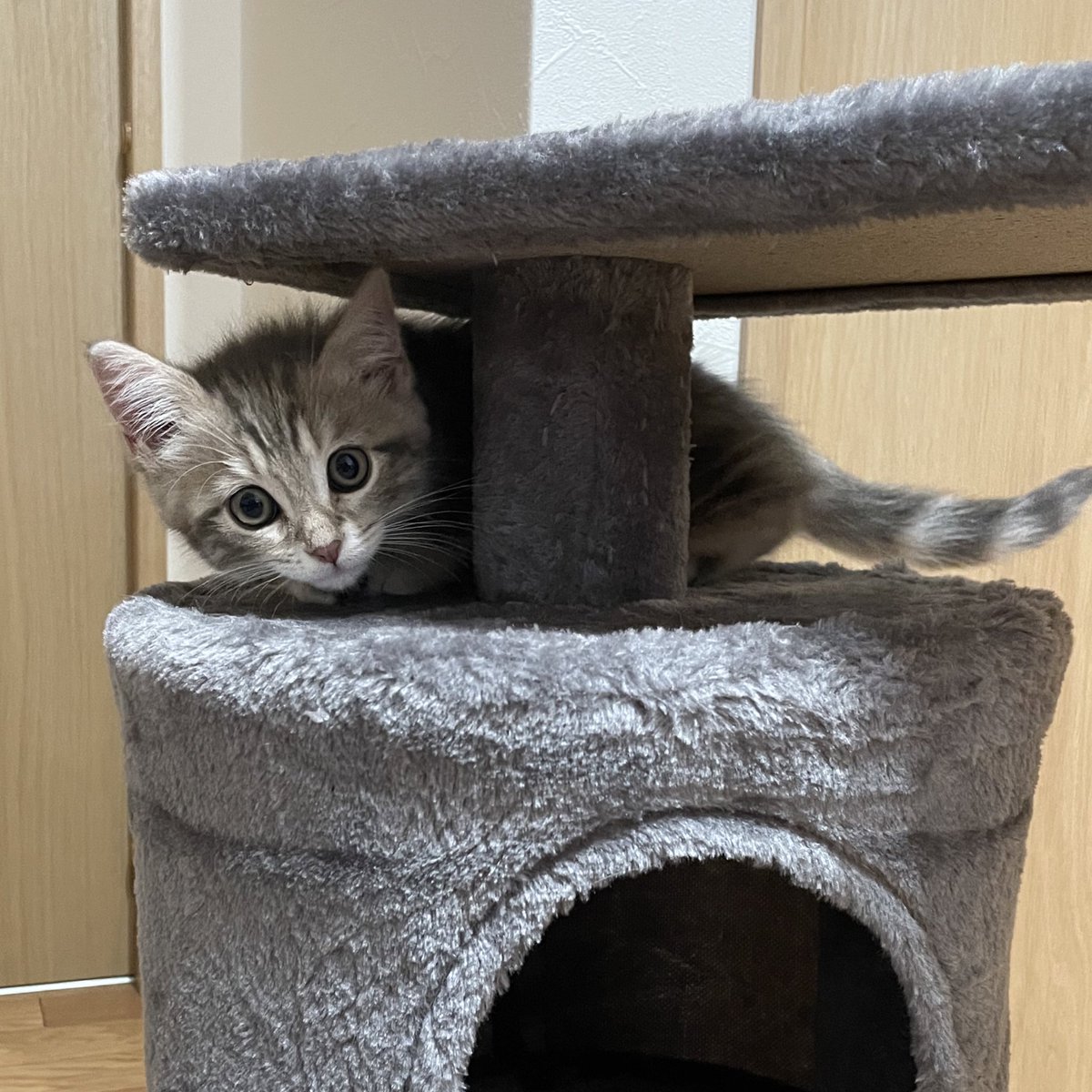 mys_1123's tweet photo. 癒しのベビちゃん🐈‍⬛ https://t.co/pBRGLJj3ZJ