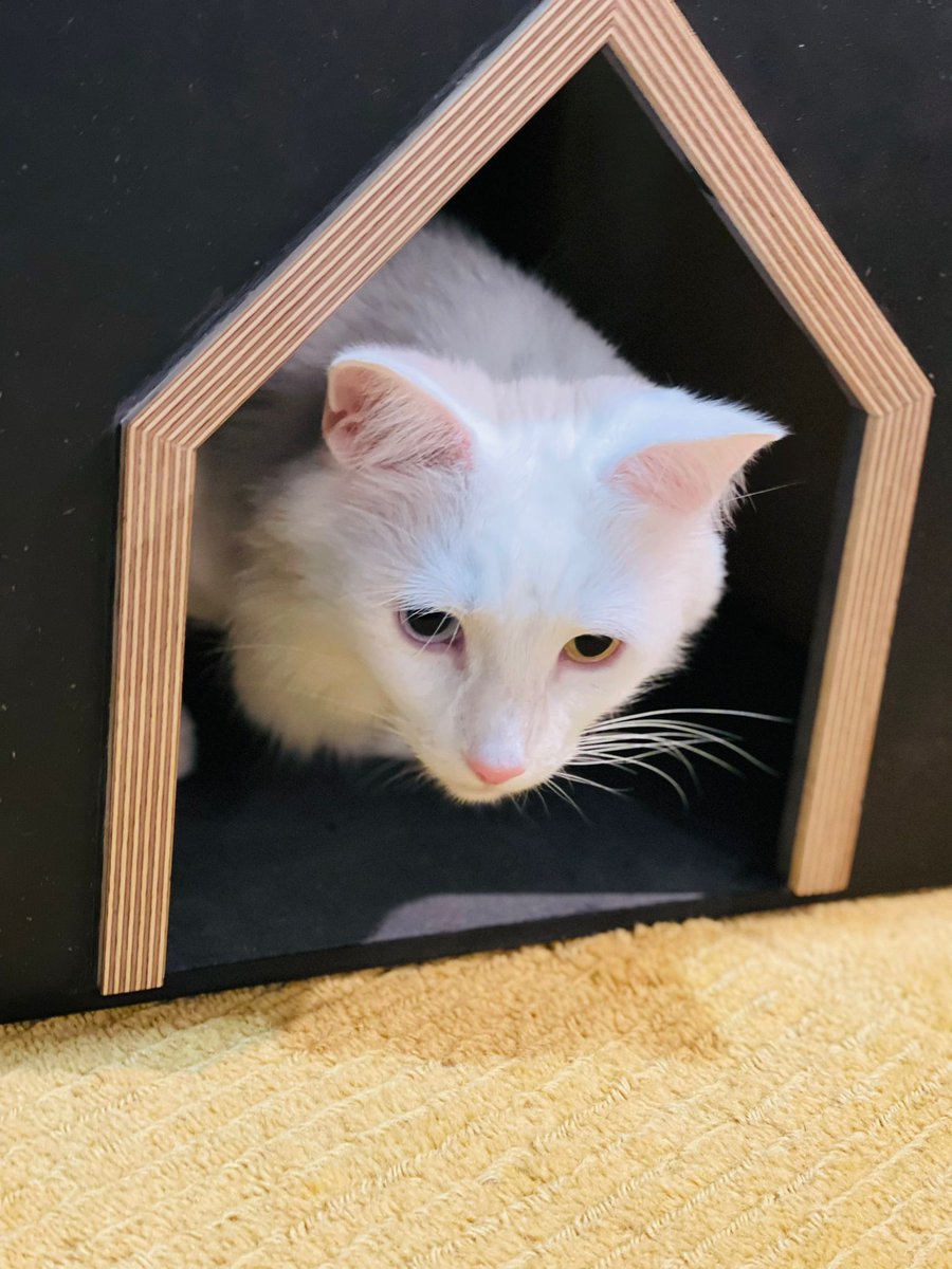 ENVIROBespoke's tweet photo. Calling all #DogLover &amp; #catlover - #ENVIROFurniture makes furniture for #pets - these beauties are available to buy at https://t.co/JiQIZj5PZe  #pet #petfurniture #dogbed #catscratcher #cathouse https://t.co/K24GJQSDyd