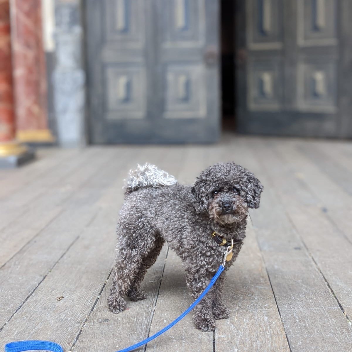 Hey frens! Wishing all my furry followers big n smol a happy #InternationalDogDay (dog will have his day as my pal Shakes said) 🐩 

I take my position as Chief Comms Officer at da Globe v seriously and am always on hand to halp the hoomans. Send us ur Shakes-inspired doggo pics!
