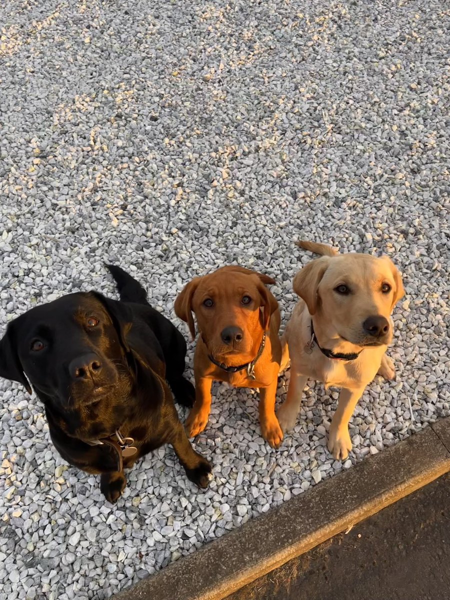 Iona Stephen tweet media