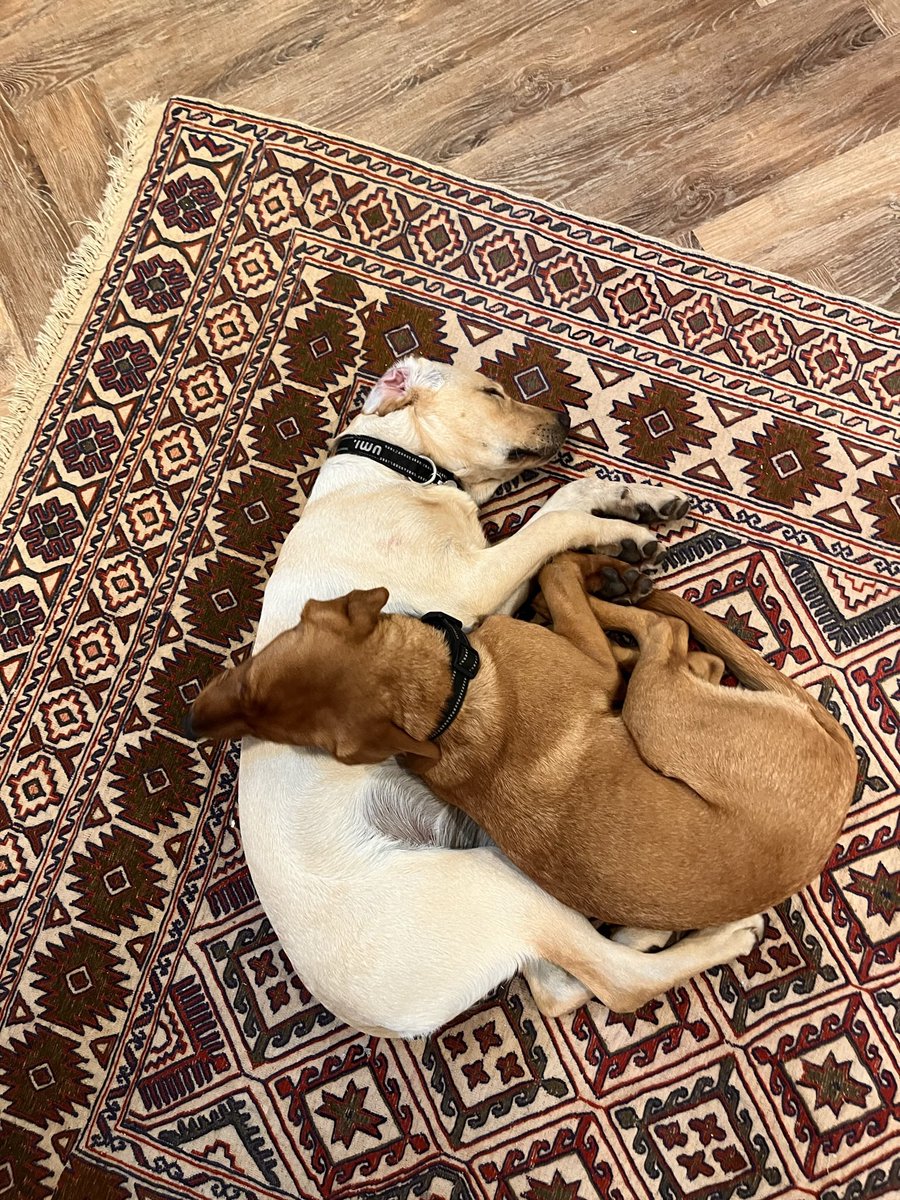 Iona Stephen tweet media