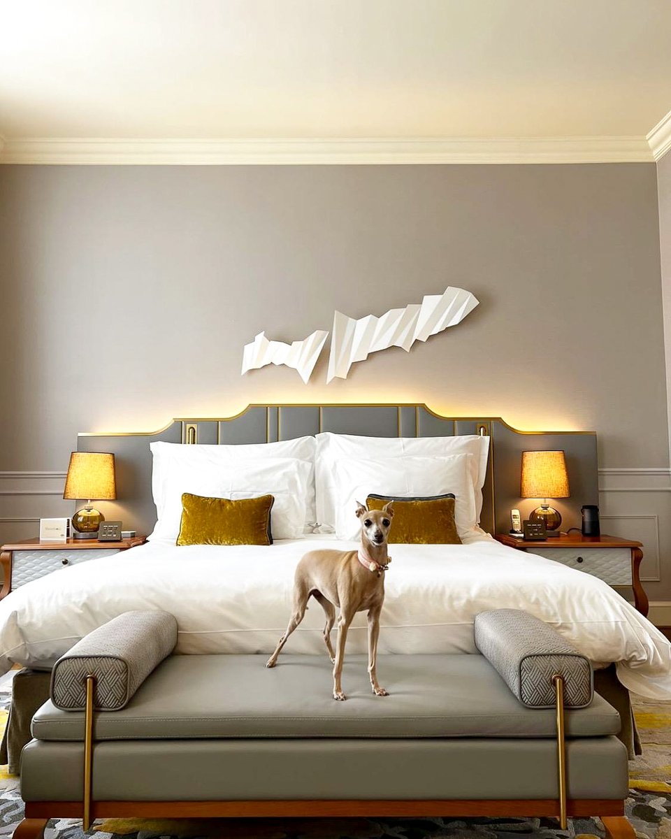 Happy #InternationalDogDay  Day from Mandarin Oriental, Munich 
We are always delighted to welcome our four-legged friends to create pawfect moments for them.
Let us pamper your furry friends in our dog-friendly suites over some unique delights and cozy corners.
