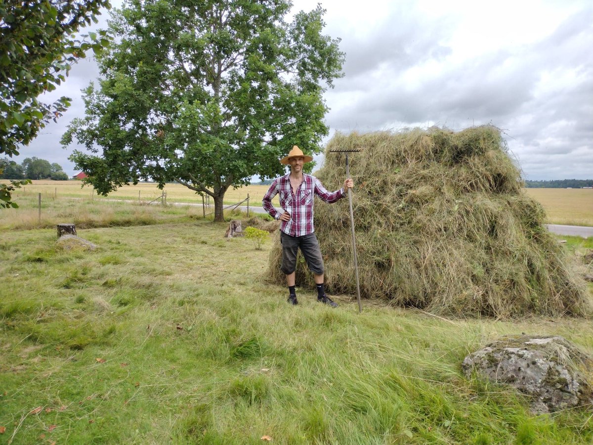 August_Rex's tweet image. "...och jag hässjar mitt hö", som Alfred sjöng i visan "Fattig bonddräng". Men att ha hö, är en rikedom nuförtiden, för det är inte många som har det. Ljuvligare doft får man leta efter.
#FattigBonddräng #Alfredsvisan #AstridLindgren #Hö #Hässja #Slåtter