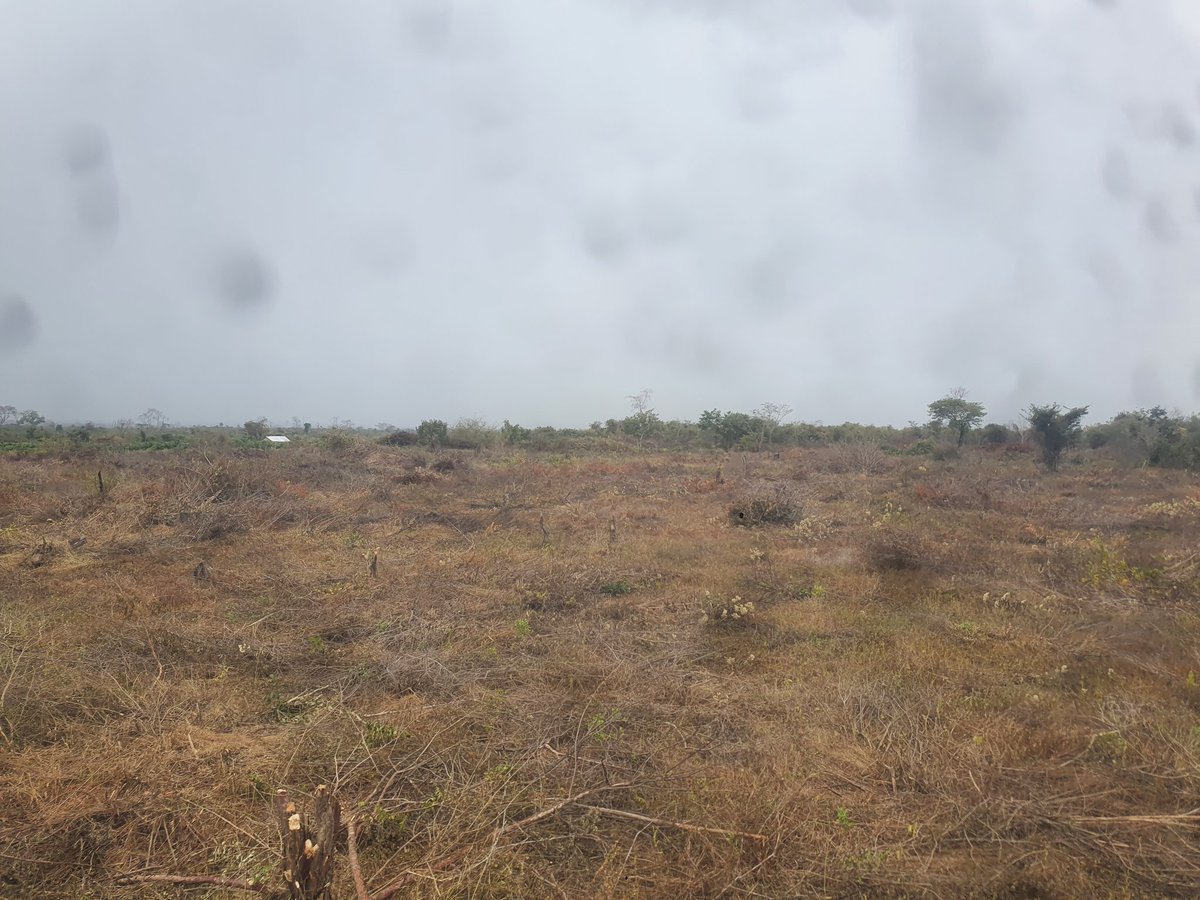 TropicalPlains's tweet photo. #newproject we are expanding, more mango trees to be planted this season. #phase1 clearing the land https://t.co/ajcNu6oS07