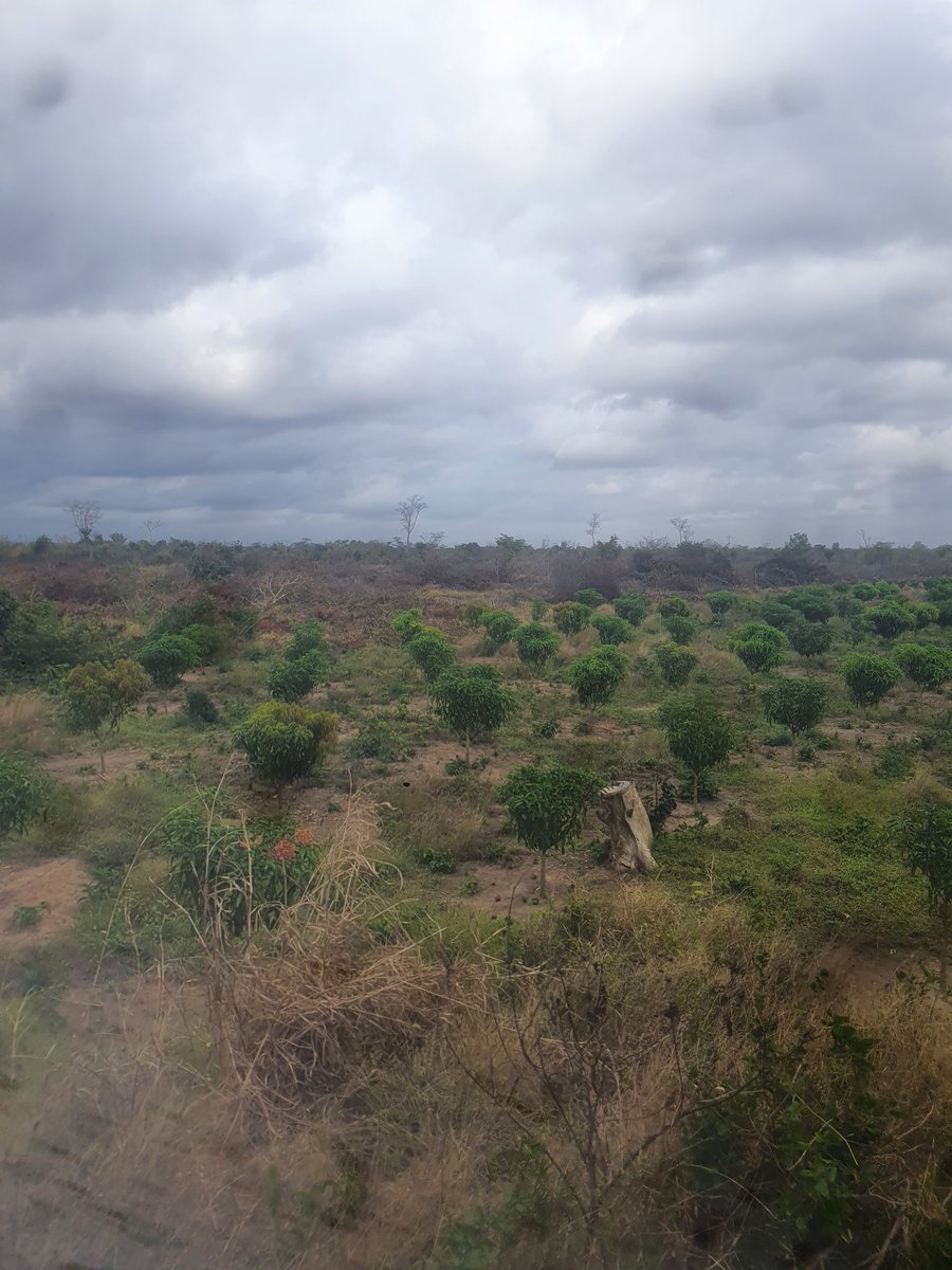 TropicalPlains's tweet photo. #newproject we are expanding, more mango trees to be planted this season. #phase1 clearing the land https://t.co/ajcNu6oS07