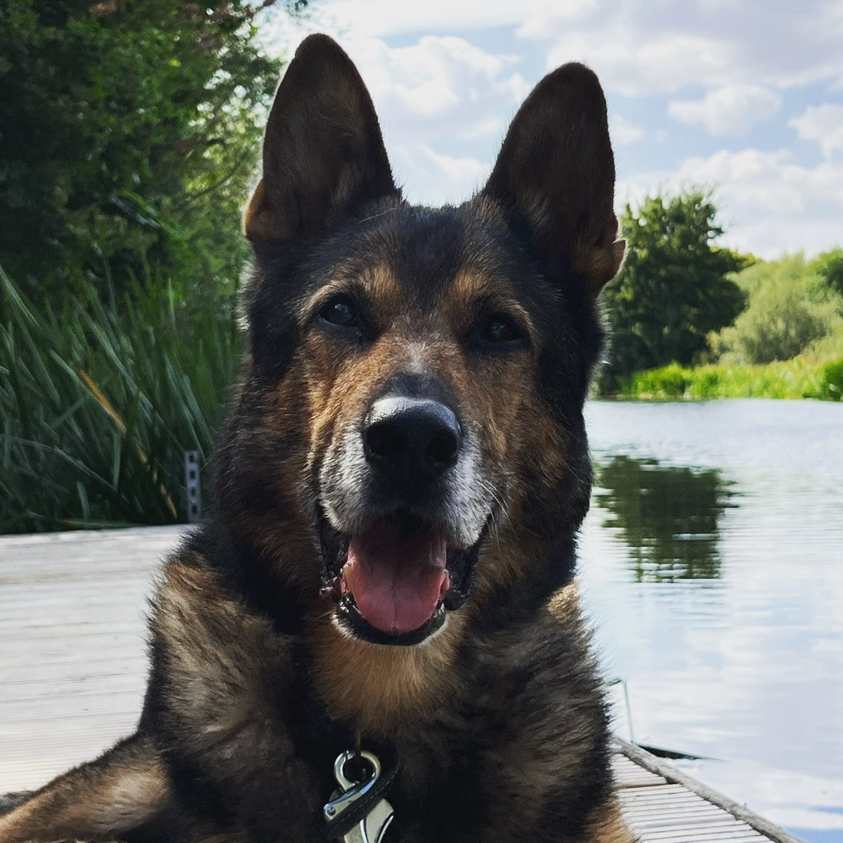 K9Finn's tweet photo. Let’s see your pictures of your dogs for #InternationalDogDay 🐾🙌

#FabulousFinn #FinnsLawPart2 #FinnsLaw #dog #dogs https://t.co/NG2cGjRpZr