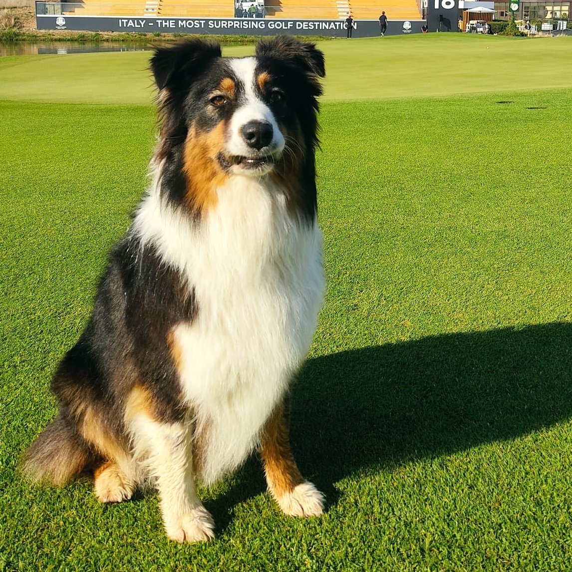 RyderCupEurope's tweet photo. @RyderCupUSA @GolfKohler Don't worry, we've got Ryder waiting for you at @marcosimonegolf 🐶 https://t.co/Mgq6acswKy