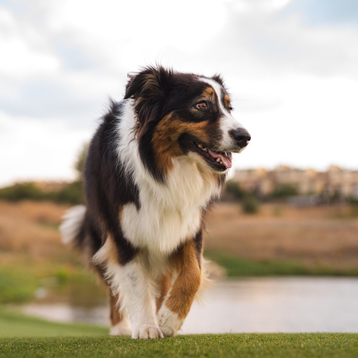 RyderCupEurope's tweet photo. @RyderCupUSA @GolfKohler Don't worry, we've got Ryder waiting for you at @marcosimonegolf 🐶 https://t.co/Mgq6acswKy