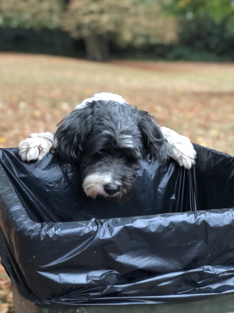 On #InternationalDogDay 
Here’s one of Phoebe I took yesterday of her in her happy place. 

#sniffingabin