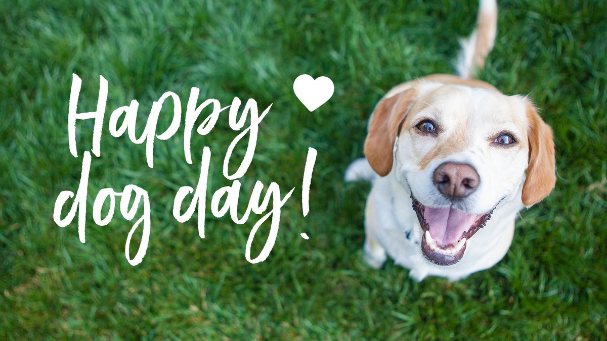 MillsandBoon's tweet photo. Today is #InternationalDogDay, so obviously we've done a roundup of 10 must-read romance books for dog lovers!
We'll take any opportunity to celebrate our adorable companions πΆπΎ
Read more: https://t.co/0BkcEv7lkZ https://t.co/I4go7UjzRG