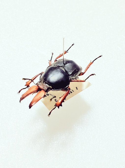 昆虫博物館のtwitterイラスト検索結果 昆虫博物館のtwitterイラスト検索結果