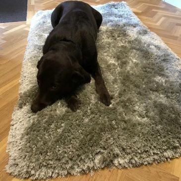 Since we shared a photo on #NationalKittenDay, it's only fair that we do the same on #NationalDogDay!

Here's our very own Bertie enjoying a Firth Indulgence rug.