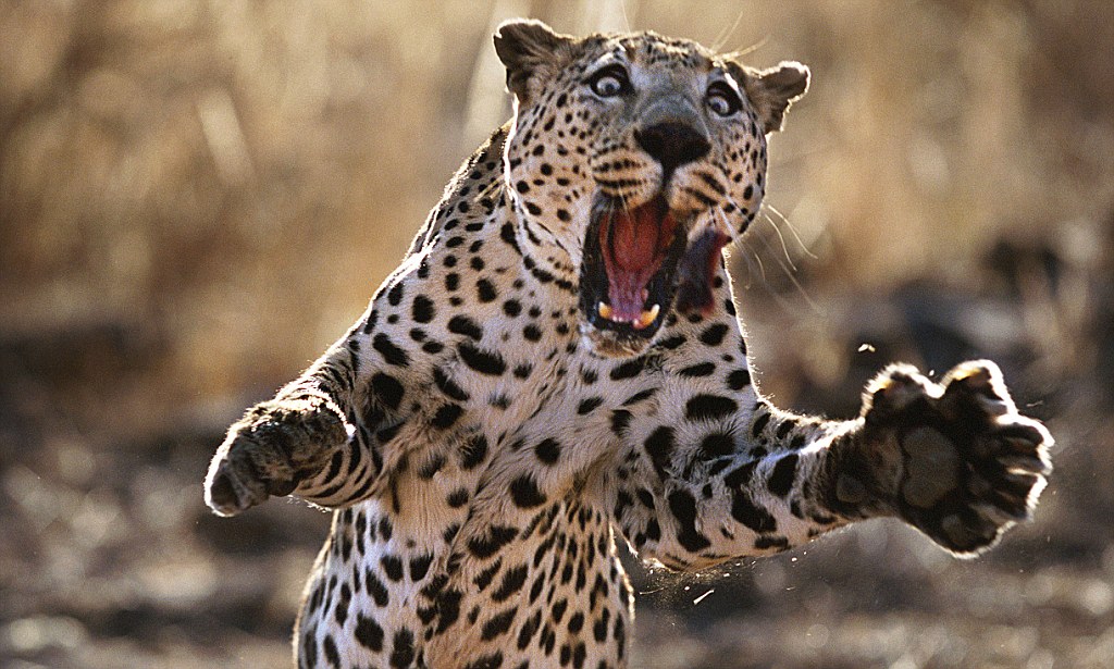 KasiEconomy's tweet photo. This South African man Ndumiso Mona fought with a leopard and killed it with his own bare hands. This comes after the leopard escaped from the Kruger National Park.

 He says "I stared death in the eyes. ready to punch like a boxer. I told myself one of us had to die." https://t.co/2HHUYz8qH7