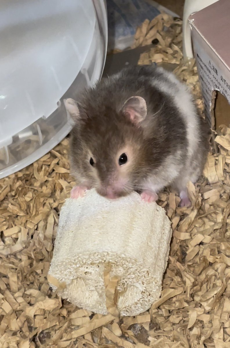 初めてのヘチマのおもちゃです✨「これなんだろ…」って顔してたけど、その後ガジガジして楽しんでくれたようで良かった~🙌
#ハムスター 
#ハムスターのいる生活 
#ハムスター好きと繋がりたい