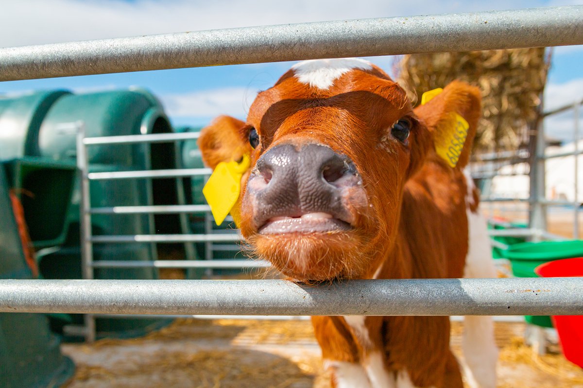 AC0RNDAIRY's tweet photo. What do humans and cows have in common?
They all have 32 teeth! 🦷
#CowFact #FridayFacts https://t.co/r9tziMMZG6