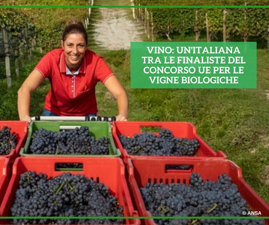 Ansa_TerraGusto's tweet photo. La barolista Sara Vezza, 42 anni, di Monforte d'Alba, è tra i tre finalisti del premio Ue #OrganicAwards, nella categoria Best Organic Farmer, un concorso voluto dall'Unione Europea per dare visibilità alle aziende virtuose nel biologico
#ANSATerraGusto
➡ https://t.co/r0yFd2KS24 https://t.co/bNEvi54G8q