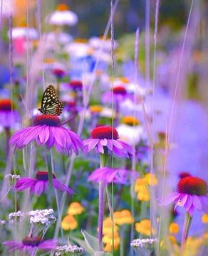 Anastasia45109's tweet photo. #naturelover https://t.co/Y9rFcsSY8F
