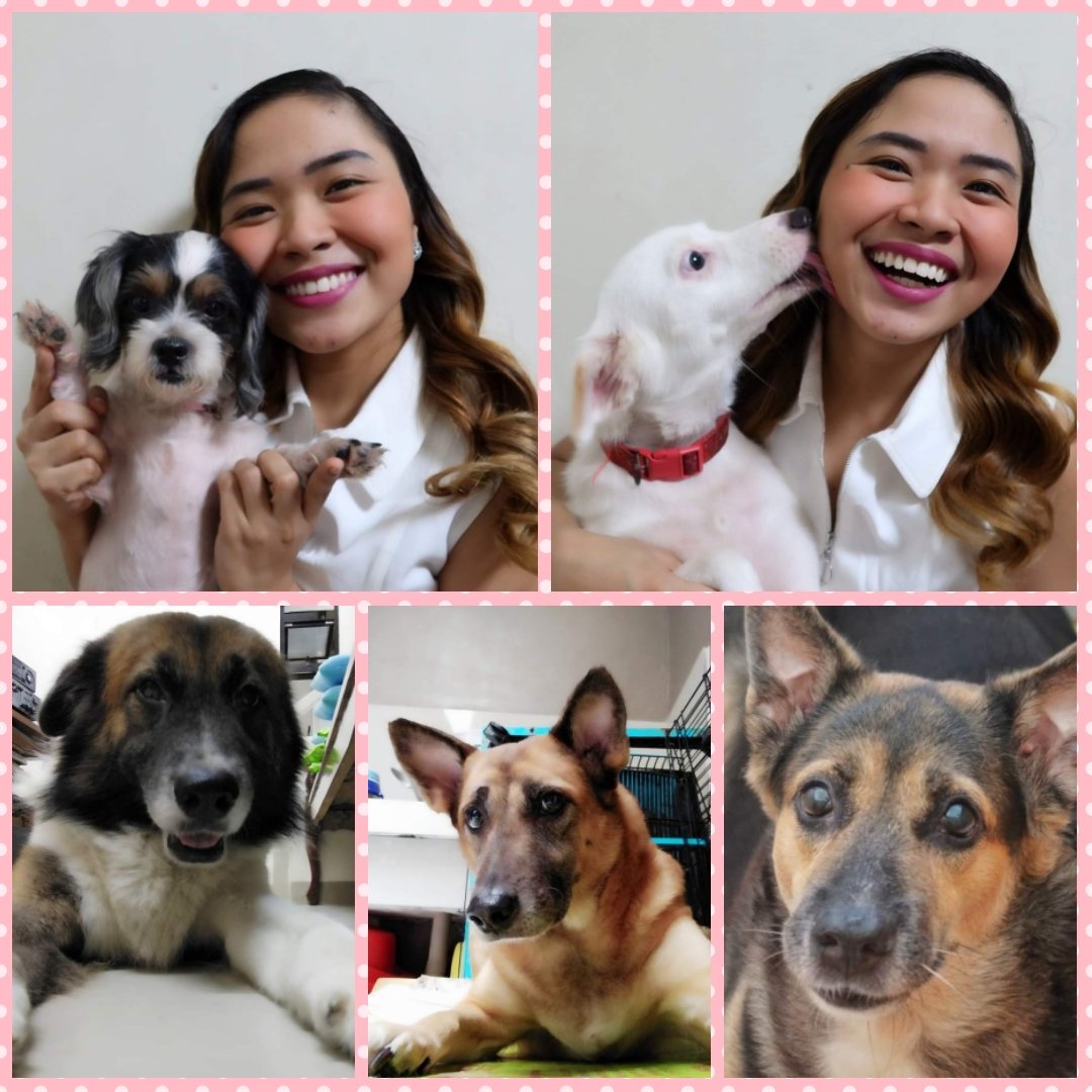 OfficialAlisah's tweet photo. 🐶🎉HAPPY INTERNATIONAL DOGS DAY from our Furmily to yours!🎉🐶 #CertifiedAnimalLover #Furmom #Furhooman #Furbabies #FurryLove #AnimalRescuer #adoptdontshop https://t.co/8AzXfx0GUi