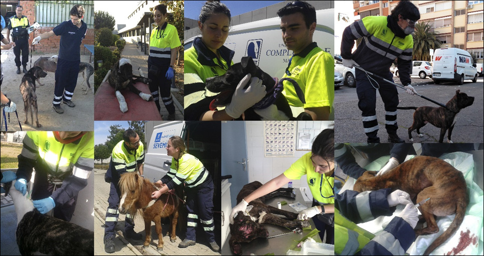 VISAVET-SEVEMUR (@sevemur) on Twitter photo El centro <a href="/VISAVET/">VISAVET-UCM</a> no continuará como adjudicatario de la licitación del Servicio Veterinario de Madrid y resume la gestión realizada estos 15 años en SEVEMUR
visavet.es/es/investigaci…
☎️Información actual de contacto SEVEMUR:
madrid.es/portales/munim… El centro <a href="/VISAVET/">VISAVET-UCM</a> no continuará como adjudicatario de la licitación del Servicio Veterinario de Madrid y resume la gestión realizada estos 15 años en SEVEMUR
visavet.es/es/investigaci…
☎️Información actual de contacto SEVEMUR:
madrid.es/portales/munim…