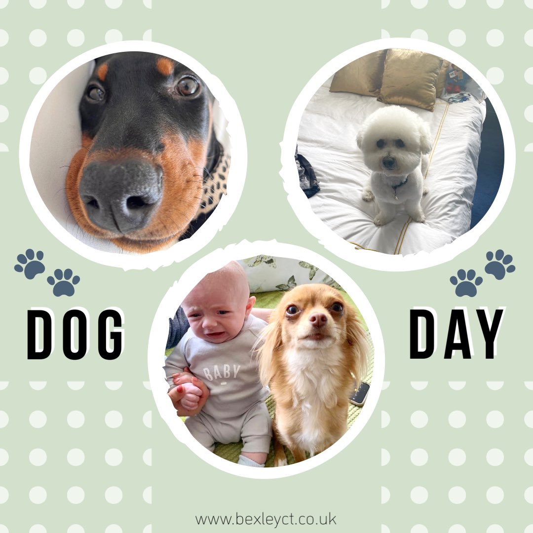 bats_ct's tweet photo. International Dog Day. Less loneliness, better blood pressure, better psychological well-being, lower rates of depression and stress levels, increased self esteem, better sleep and more physical activity, are just some of the recorded benefits of pet ownership. @bats_ct #DogDay https://t.co/nlW3dafj3T