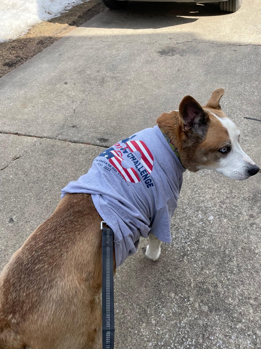 gallantfew's tweet photo. Happy National Dog Day! 🐾

Today we celebrate the pups who bring joy, fitness, and laughter to our lives. Will your dog participate in Patriot Challenge 2023 (PC) with you? Last year we had a handful of pets and service dogs get active for PC. Registration for PC opens Oct 1! https://t.co/SI4fFAiJpi