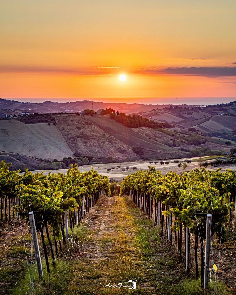 YourAbruzzo's tweet photo. Nelle terre del piccolo champagne alla scoperta del vino montonico, oggi presidio Slow Food, vitigno vigoroso che grazie alle sue innate doti di adattamento ha trovato nelle zone di alta collina del teramano la sua giusta identità.
https://t.co/2cGMoE8dIA
firmani.antonio
#Abruzzo https://t.co/VCRpHlXk4O