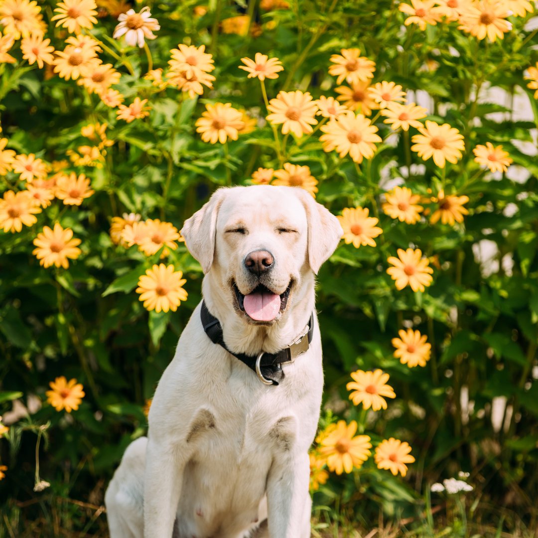 JaspersChoice's tweet photo. It’s #InternationalDogDay, and we’re going to spend alllll day appreciating our favourite furry friends. 🐶

What do you LOVE about your dog?

Let us know in the comments, and let’s share some love! ❤️ https://t.co/3sU2faGzFH