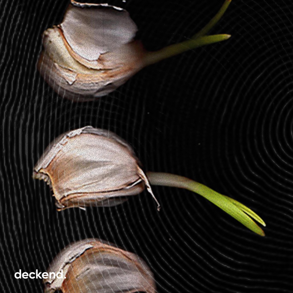 deckend_com's tweet photo. ✨ Metamorphosis of life how a creature is born, grows, and ages, this is a description represented by the existence of a garlic plant.🧄 "Grow old" design by faazafron
•⁠
Rate now on https://t.co/xGfmwpEVX8! #deckend https://t.co/s1O8CjkLxk