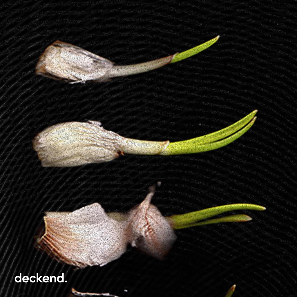 deckend_com's tweet photo. ✨ Metamorphosis of life how a creature is born, grows, and ages, this is a description represented by the existence of a garlic plant.🧄 "Grow old" design by faazafron
•⁠
Rate now on https://t.co/xGfmwpEVX8! #deckend https://t.co/s1O8CjkLxk