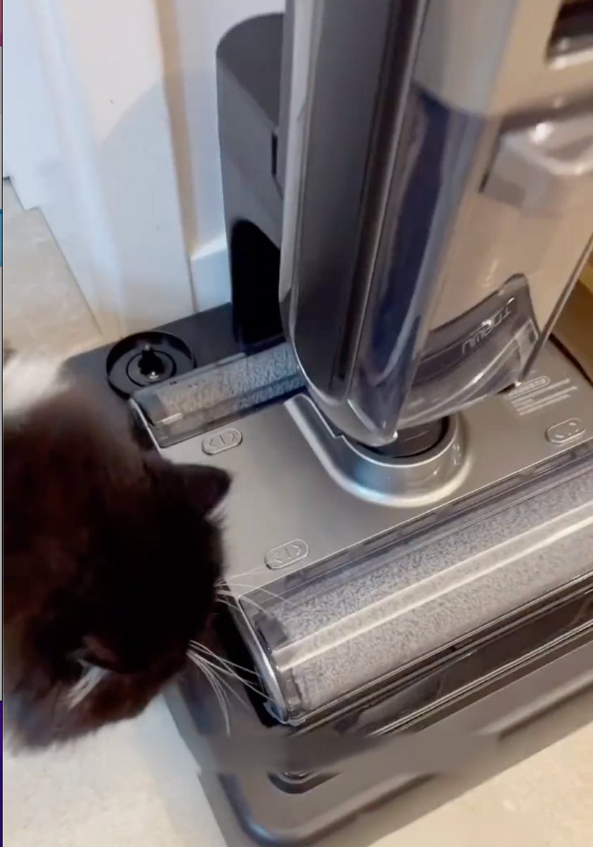 UWANT_global's tweet photo. Do all cats like to hang around the UWANTX100?🤣🥰 https://t.co/V1Eypp1lSU