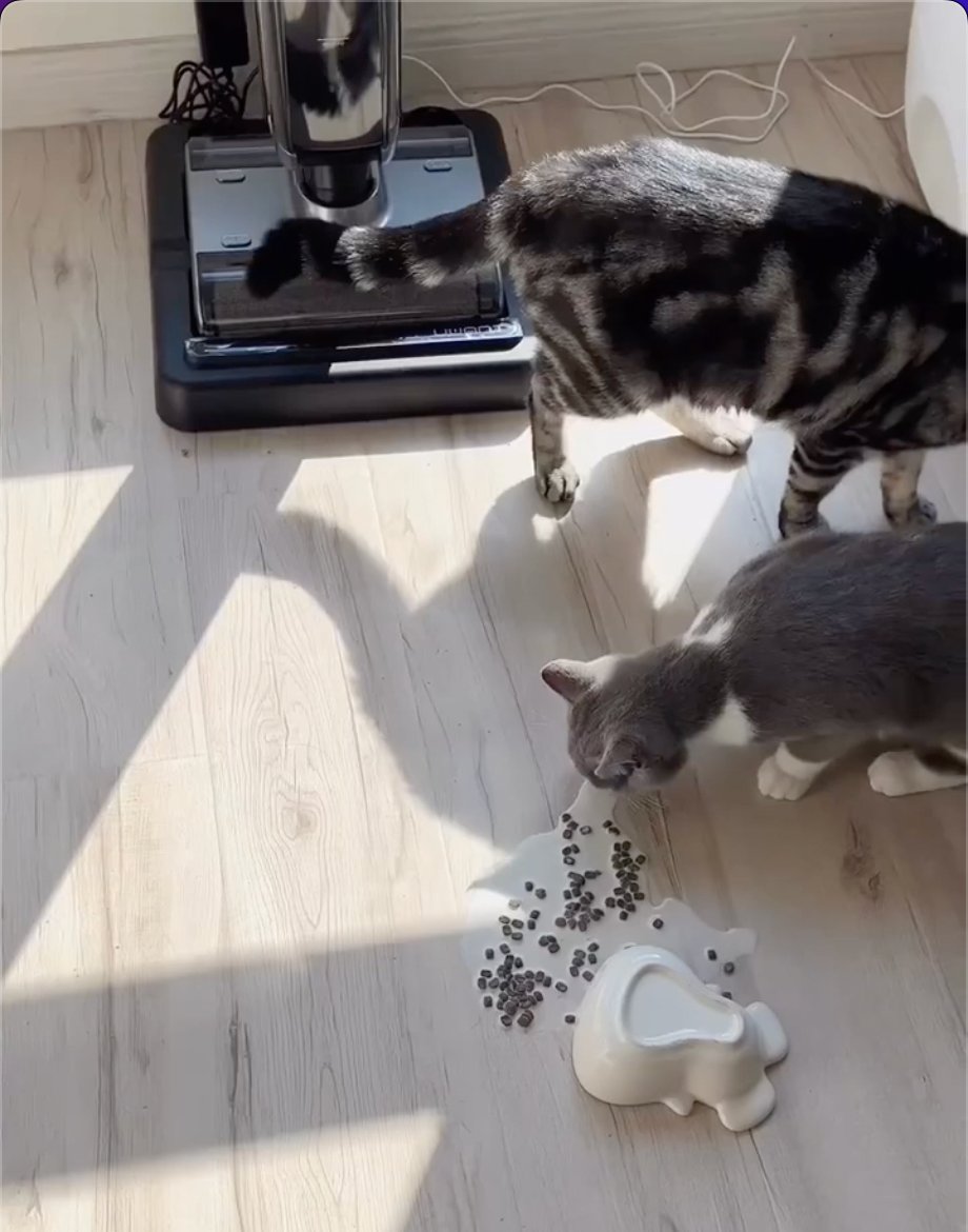 UWANT_global's tweet photo. Do all cats like to hang around the UWANTX100?🤣🥰 https://t.co/V1Eypp1lSU