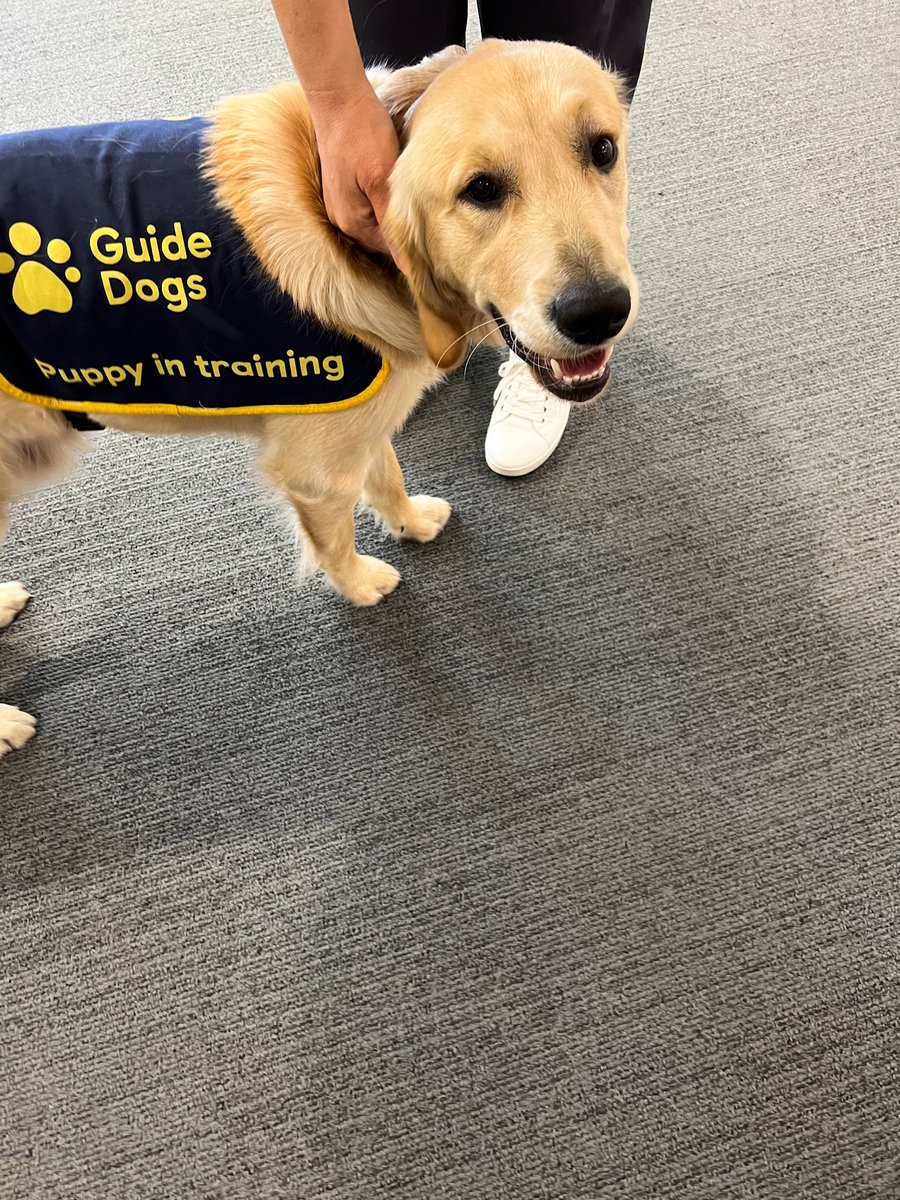 Today is #NationalDogDay 🐕🐾
Flashback to when our favourite furends came to visit the Library from <a href="/guidedogs/">Guide Dogs</a> 

We would love to see your dog pics! 👇