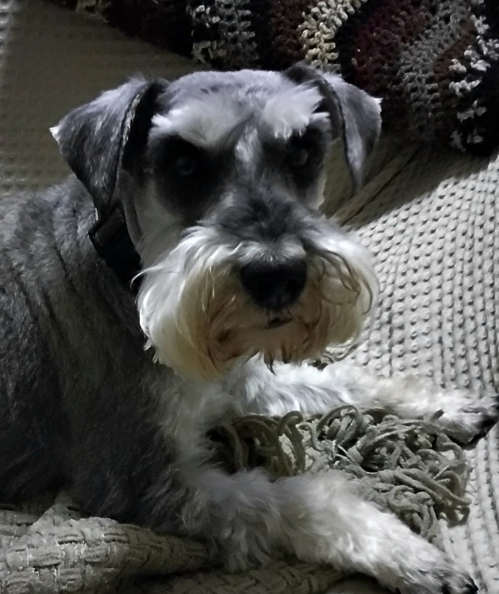 40runsneeded's tweet photo. #InternationalDogDay this little rehomer changed our lives #schnauzer #dogsforthewin https://t.co/Lp6i2XiM81
