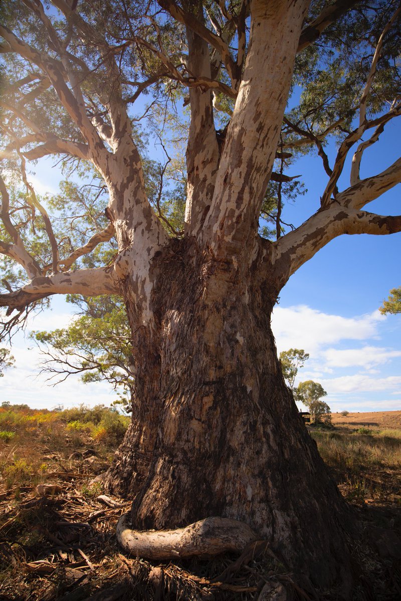 sarahrees's tweet photo. The peoples choice #AusFaveTree is my second favourite tree so I’m pretty chuffed 🌳 #redgum from #ikara https://t.co/WaNOmL9R3M