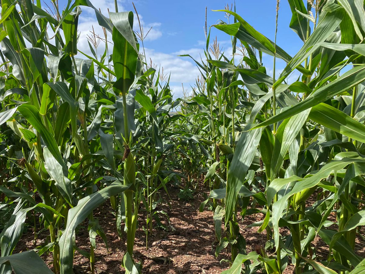 Pearce Seeds LLP tweet media