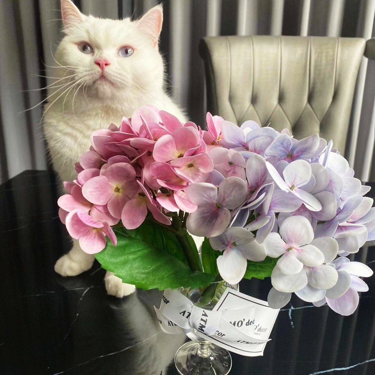 ระหว่างน้องเหมียว🐾🐱 กับ ไฮเดรนเยีย🌺🌿 อะไรดูจริงกว่ากันนะ !?

Cr. Thank you for customer review💕

#เเจกันดอกไม้เสมือนจริง #สวยเสมือนจริง #atmodecor