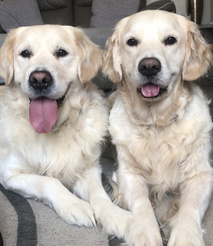 goldenlily2017's tweet photo. Happy #InternationalDogDay ❤️ https://t.co/vukAuwYrOB