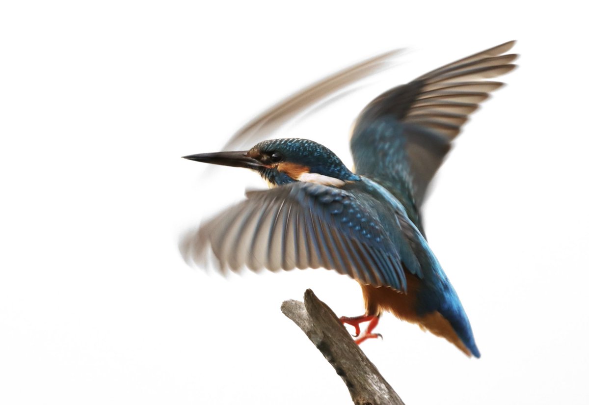 Beautiful male kingfisher from a few evenings ago 💙 

#kingfisher #birds #BirdsSeenIn2022 #BBCWildlifePOTD #wildlife #wildlifephotography #phototgraphy #TwitterNatureCommunity <a href="/BBCSpringwatch/">BBC Springwatch</a>