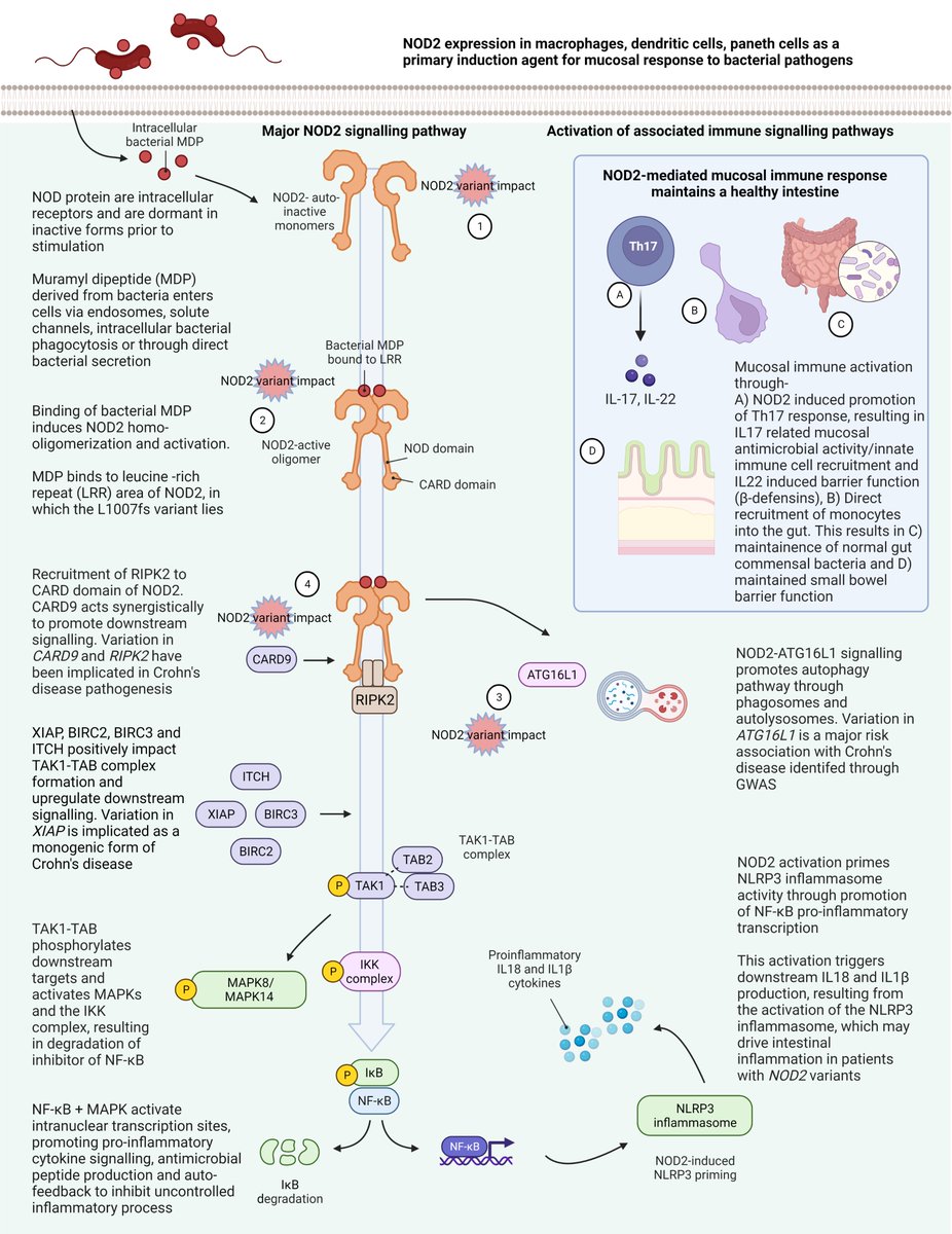 James Ashton (@james__ashton) on Twitter photo NOD2 in #crohnsdisease - we know everything right? Wrong! It's unfinished business
-> Translational potential
-> Role for rare variation
-> Really a #monogenic cause of disease?
Read our article in JCC <a href="/RMBeattie50/">Mark Beattie</a> <a href="/DrLECB/">Ellie Seaby</a> <a href="/SotonChildHosp/">Southampton Children's Hospital</a> <a href="/UoS_Medicine/">Southampton Medicine</a>
academic.oup.com/ecco-jcc/advan⦠NOD2 in #crohnsdisease - we know everything right? Wrong! It's unfinished business
-> Translational potential
-> Role for rare variation
-> Really a #monogenic cause of disease?
Read our article in JCC <a href="/RMBeattie50/">Mark Beattie</a> <a href="/DrLECB/">Ellie Seaby</a> <a href="/SotonChildHosp/">Southampton Children's Hospital</a> <a href="/UoS_Medicine/">Southampton Medicine</a>
academic.oup.com/ecco-jcc/advanā¦